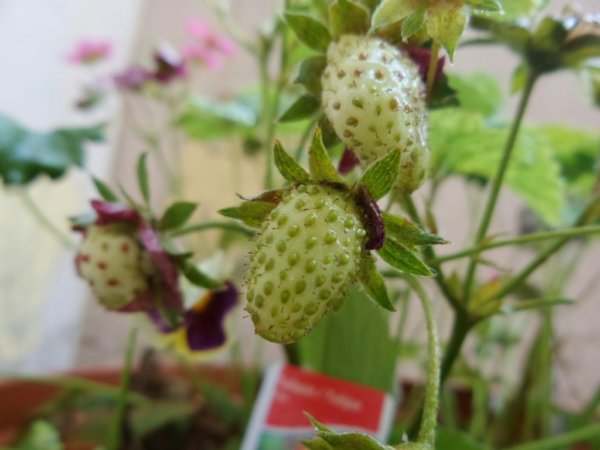 20150513_153105-1024x768